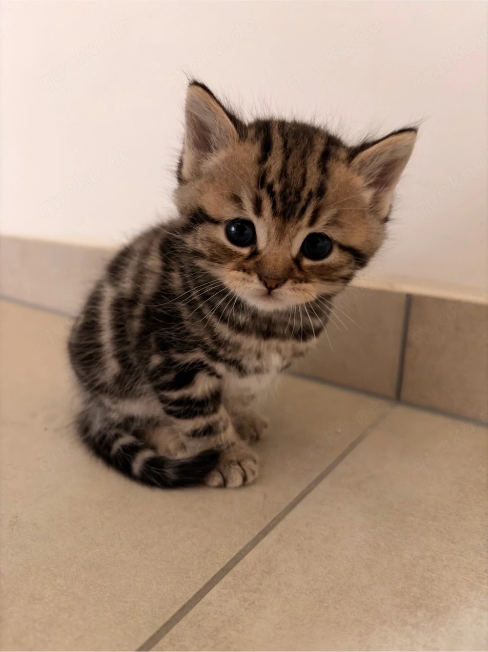 BKH Kitten in Silver Tabby und Gold Tabby