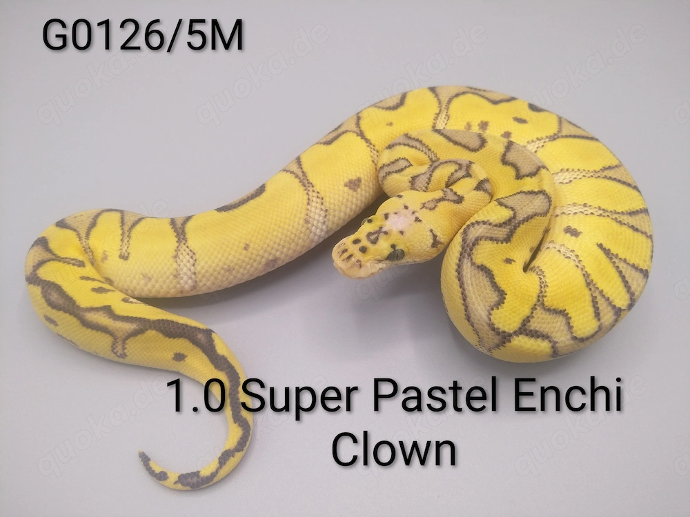 Königspython (python regius) 1.0 Super Pastel Enchi Clown 
