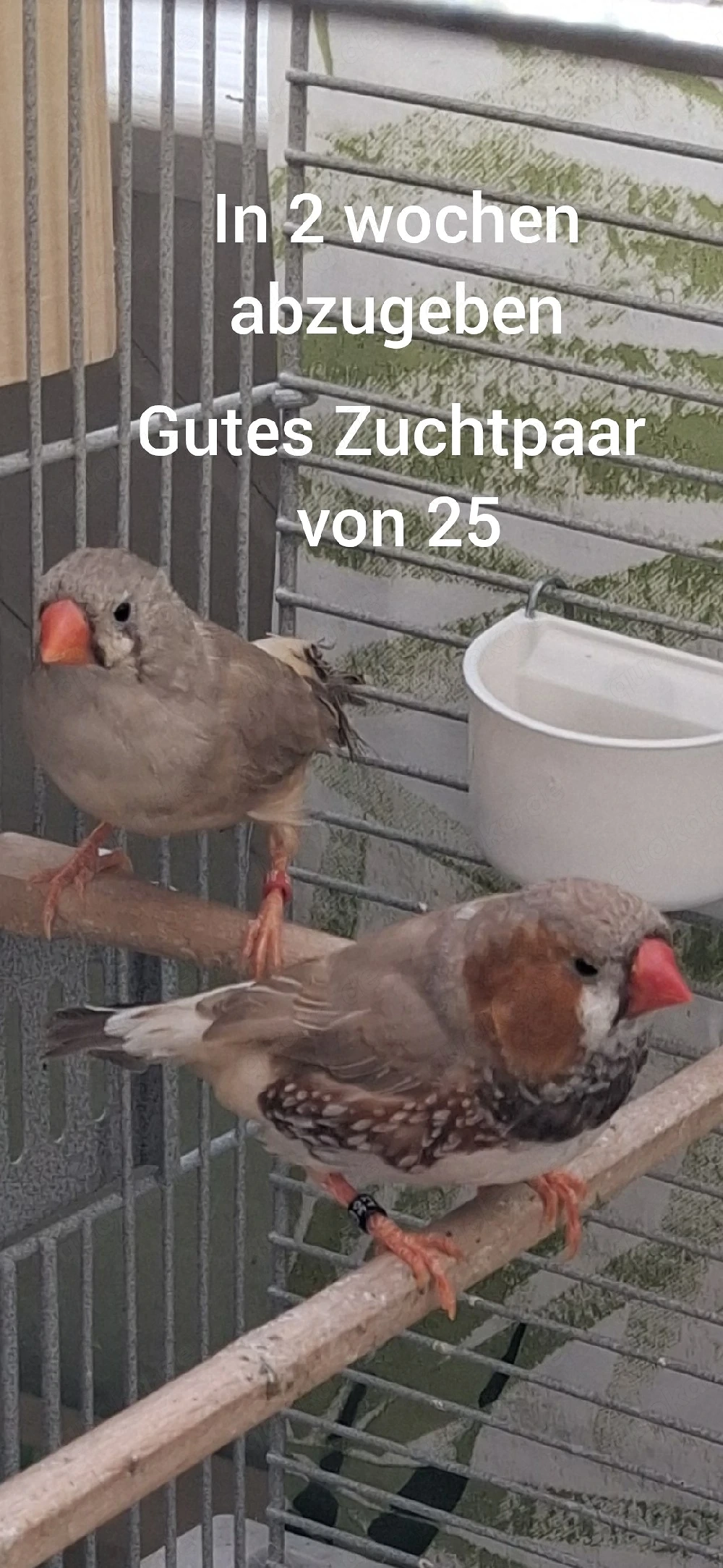 Schauzebrafinken