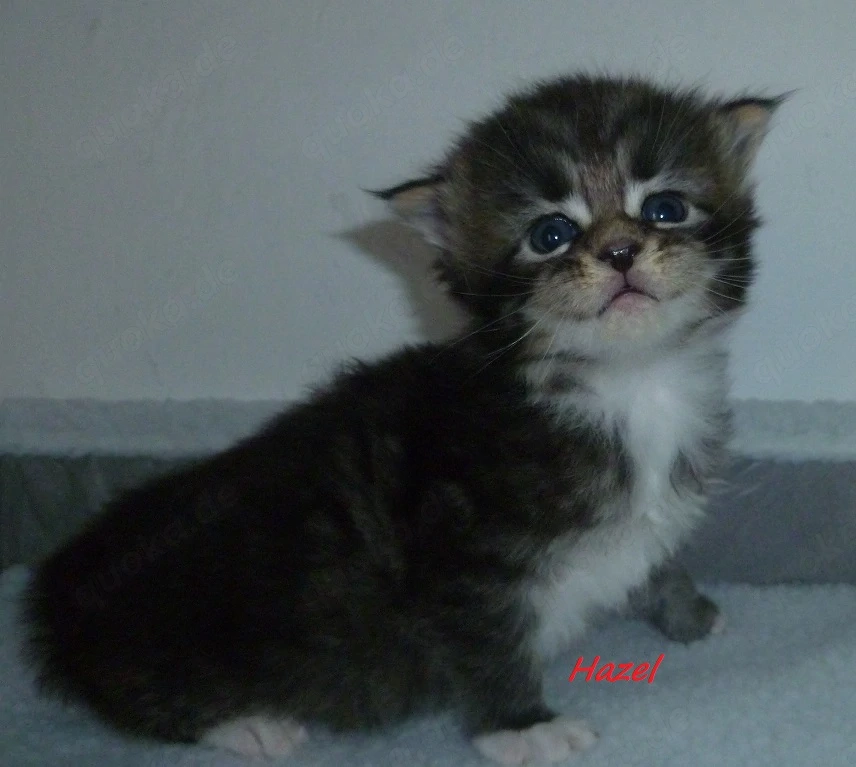 Kitten der Rasse Maine Coon