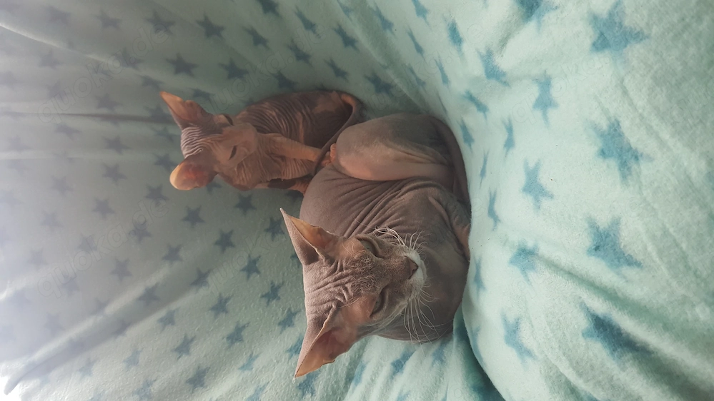 Don Sphynx Katzen Damen