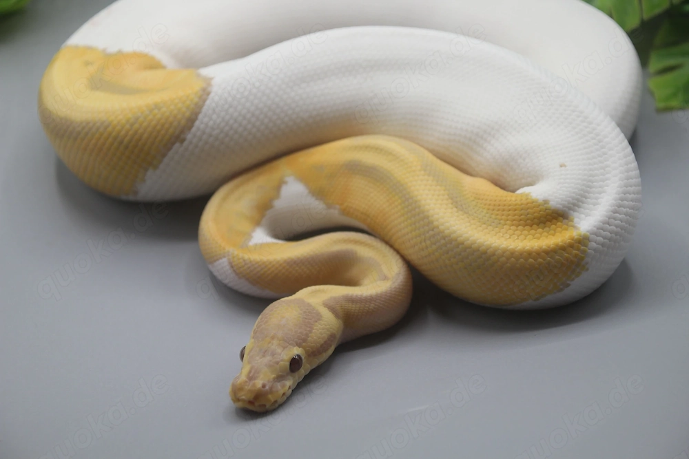 0.1 Candino Piebald Königspython (Python regius) - Weibchen