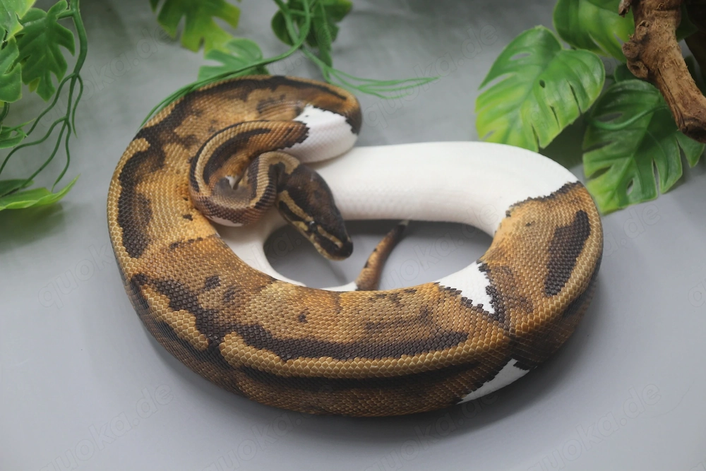 1.0 Piebald het. Albino Candy Königspython (Python regius)