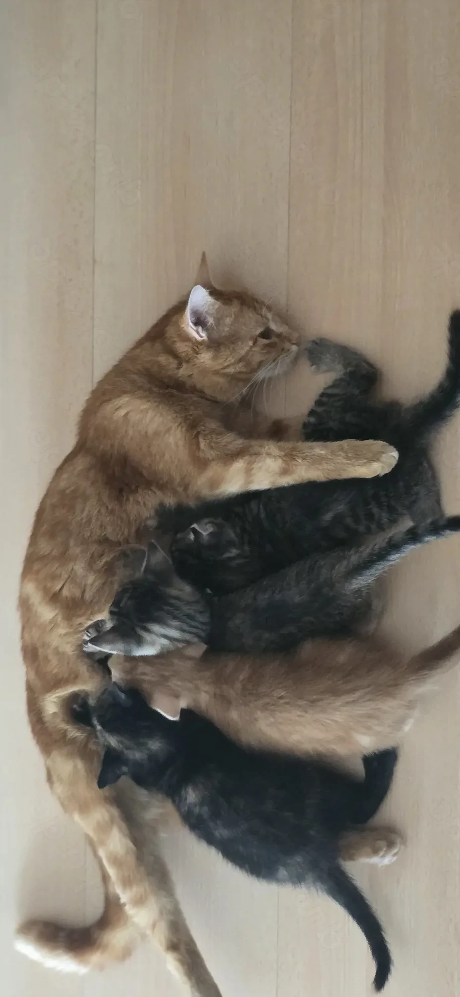 Wunderschöne 4 kitten 