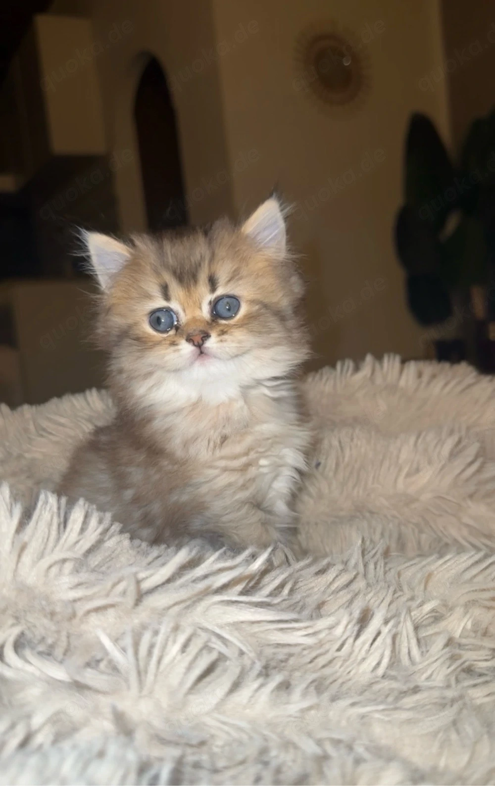 Süße Bkh & Blh Kitten 