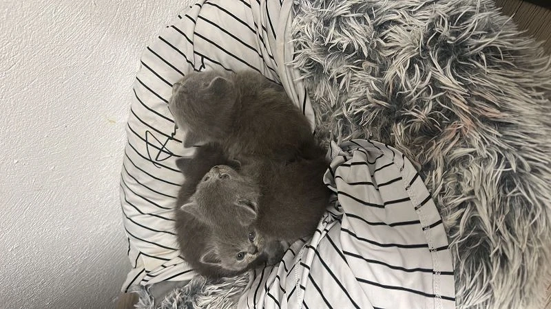 BKH Kitten