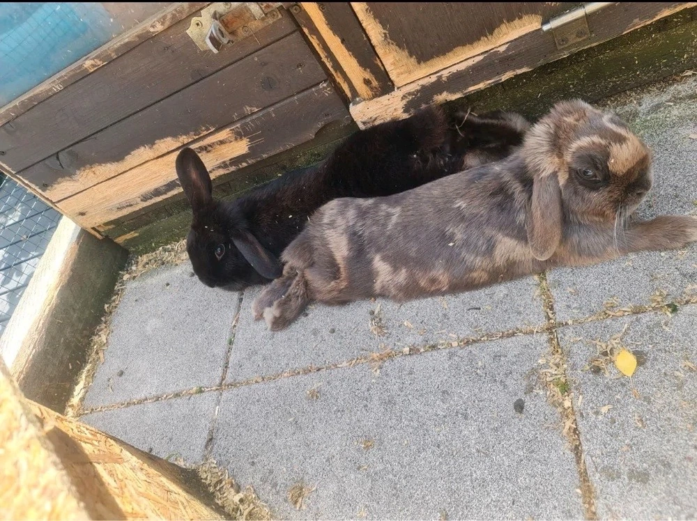 Hasen Damdn