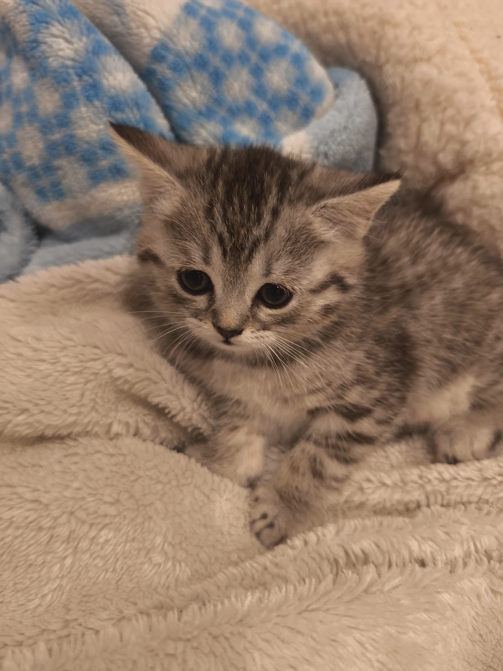 britisch-Kurzhaar Kitten 