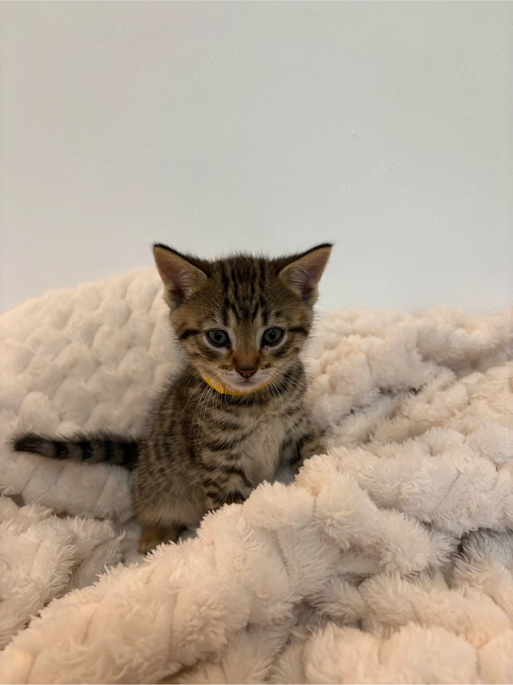 Bengal-BKH Kitten 