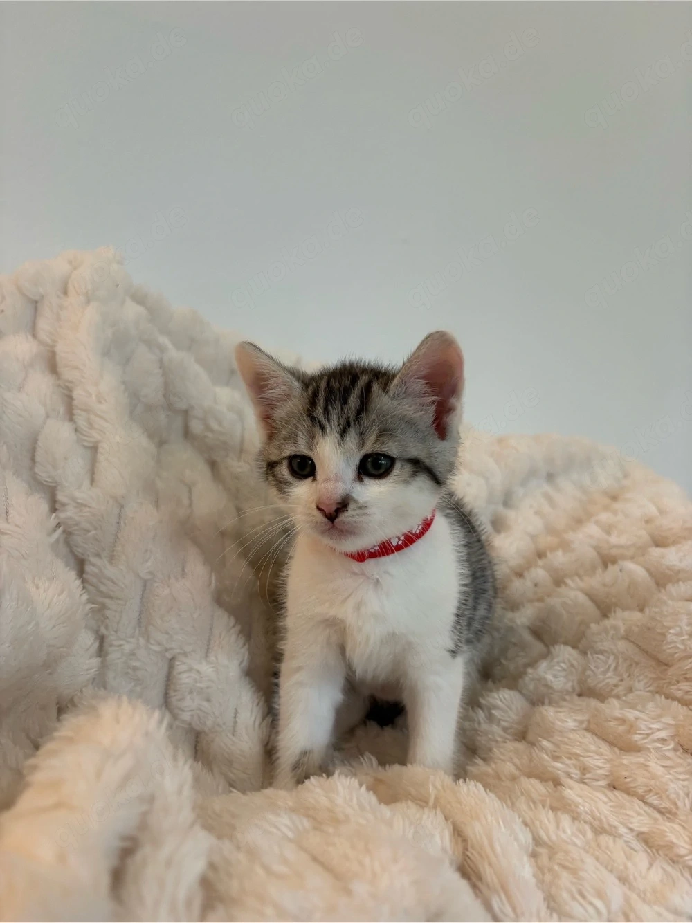 Bengal-BKH Kitten