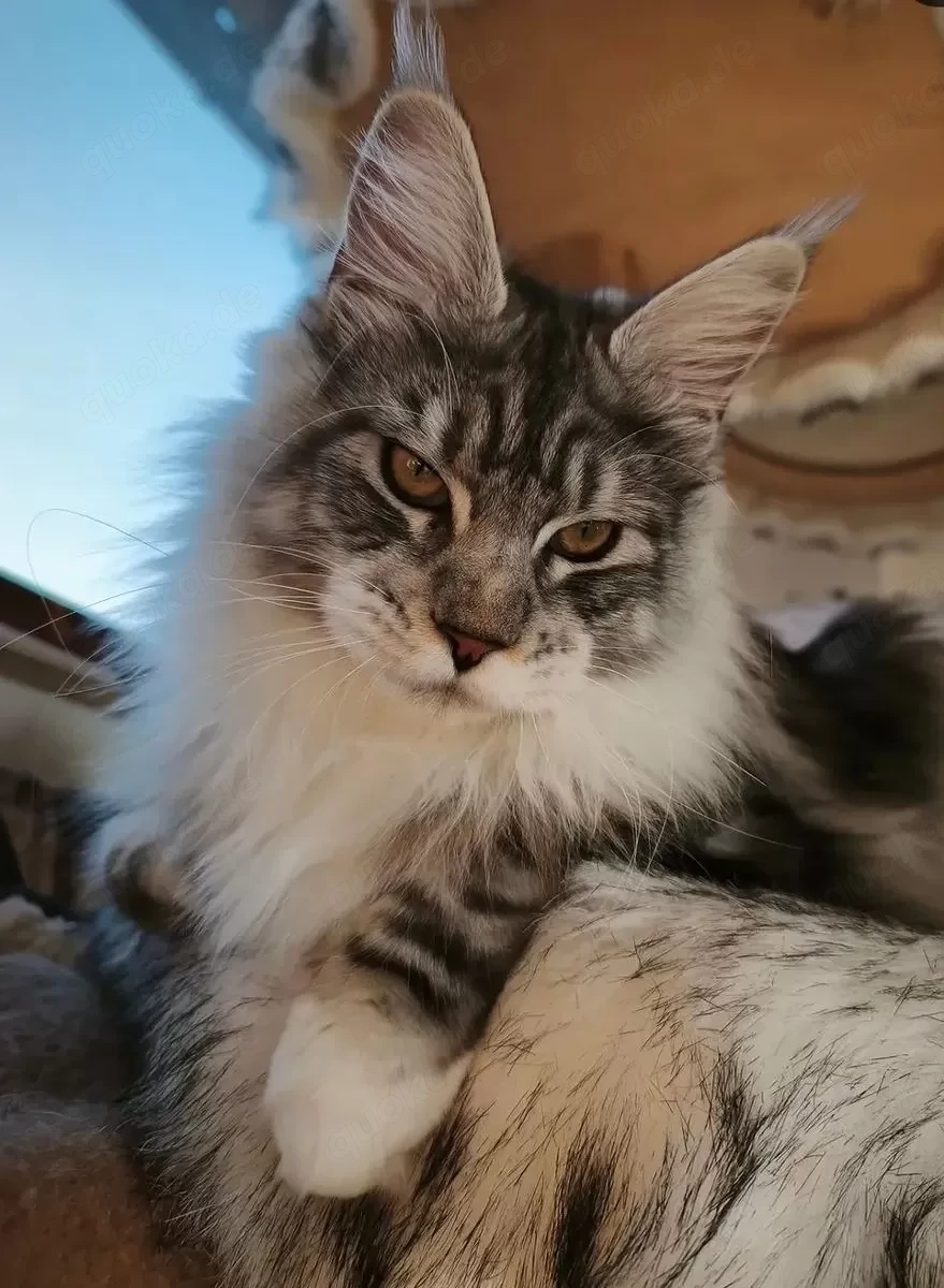 kastrierter Maine Coon Kater m. Stammbaum (WCF) 
