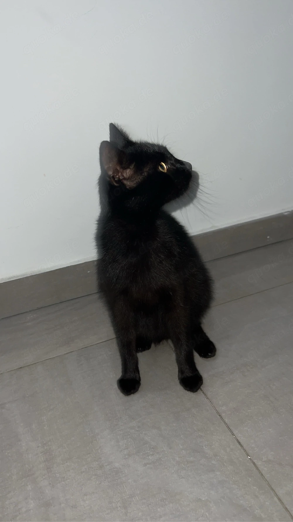 Liebevolle Katze sucht neues Zuhause