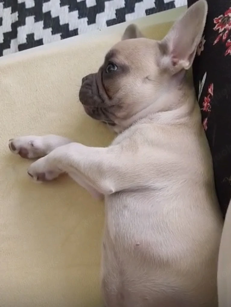 Französische Bulldoggen Welpen 
