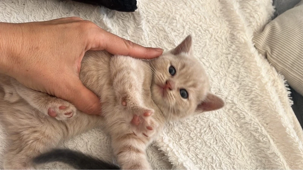 Vier süsse bkh kitten