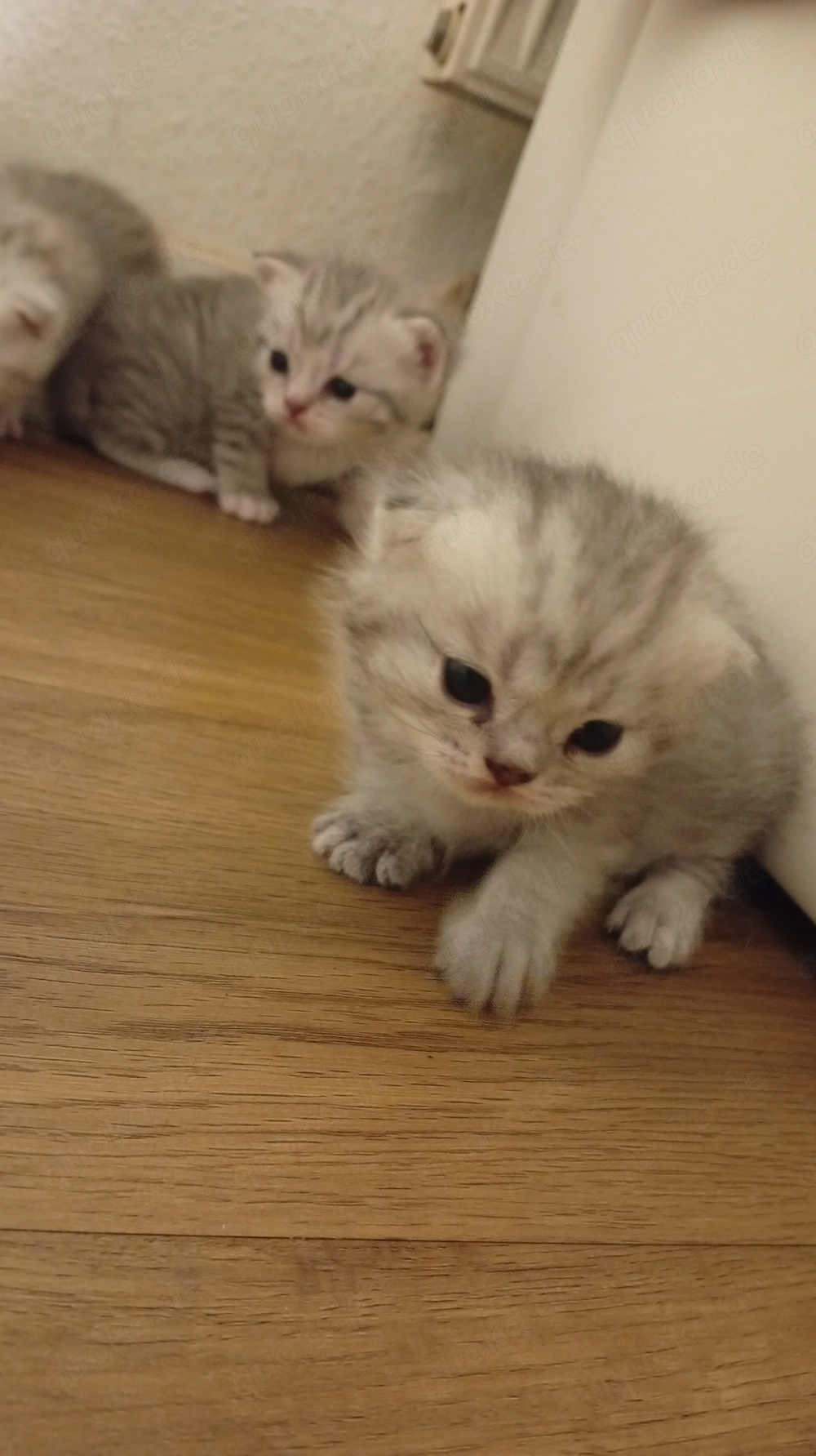 BKH katzenbabys