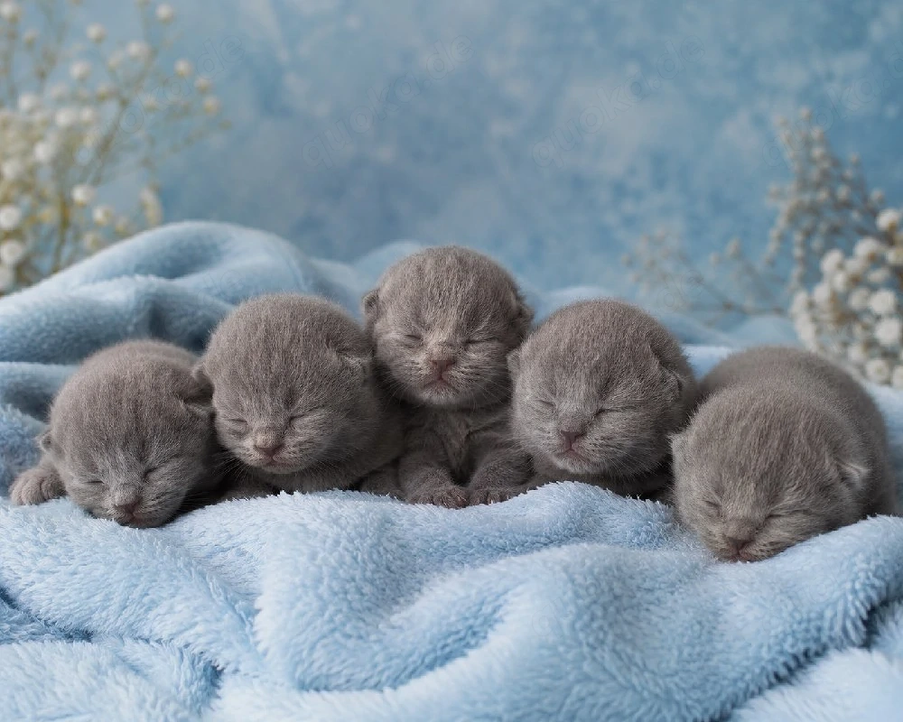 BKH Kitten Blau