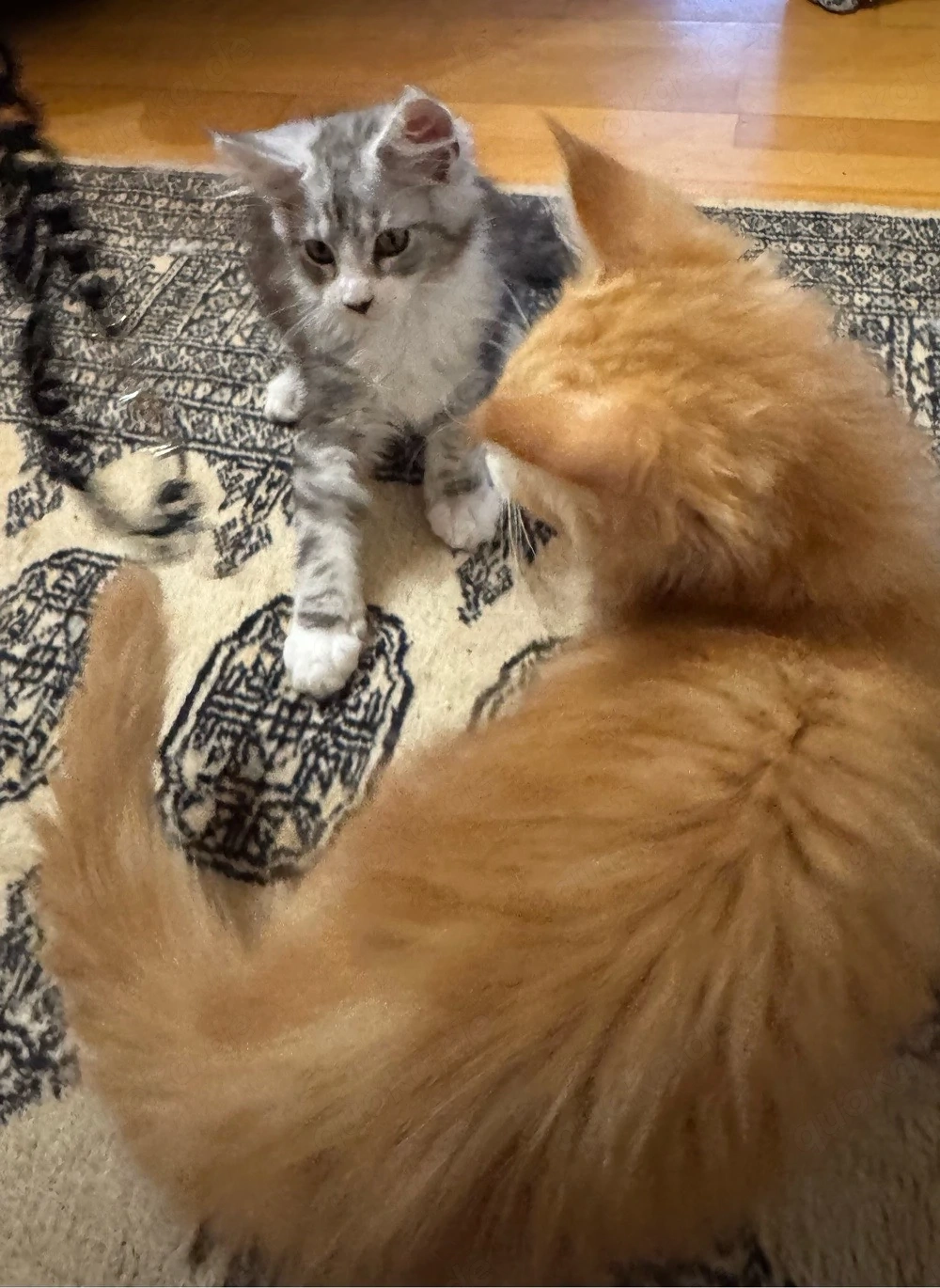 Maine Coon Kitten
