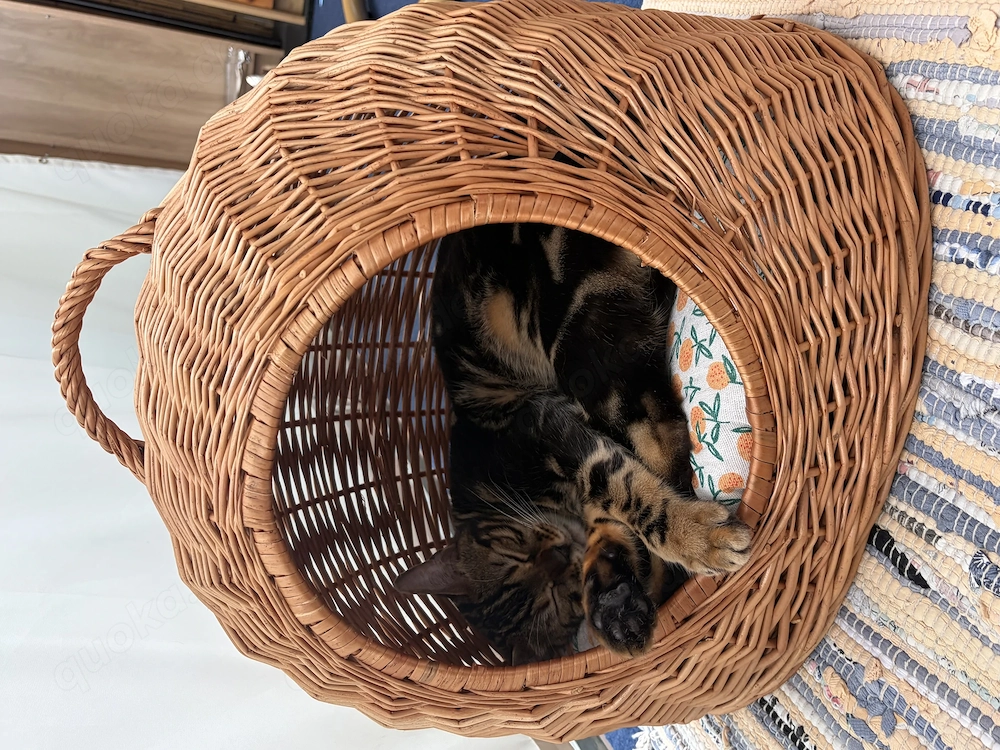 Bengal cat tabby brown