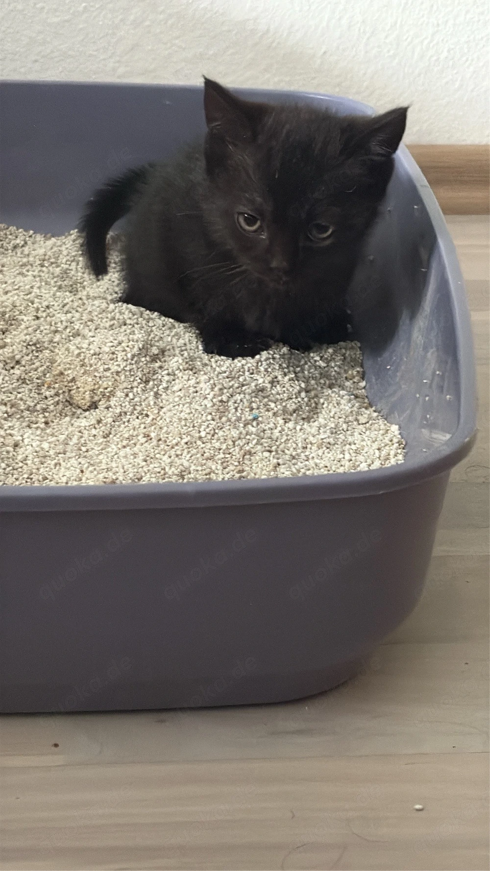 BKH Kitten 