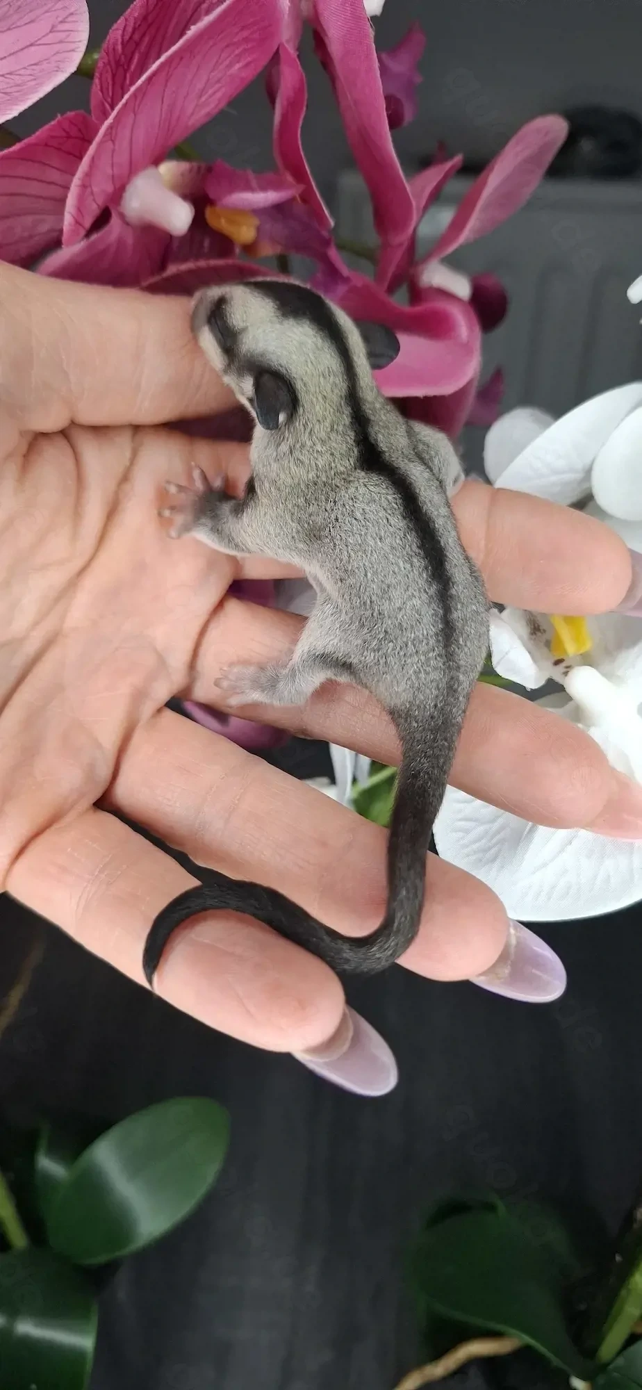 Sugar-Glider-Weibchen