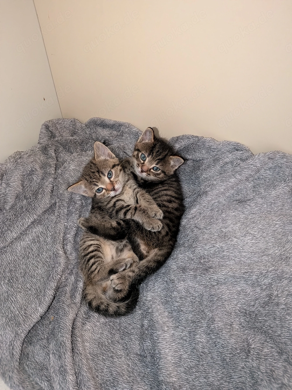 2 süße Katzenbabys in liebevolle Hände