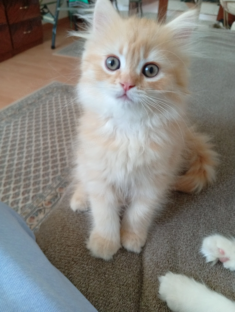 Ich verkaufe Süße Kitten. 