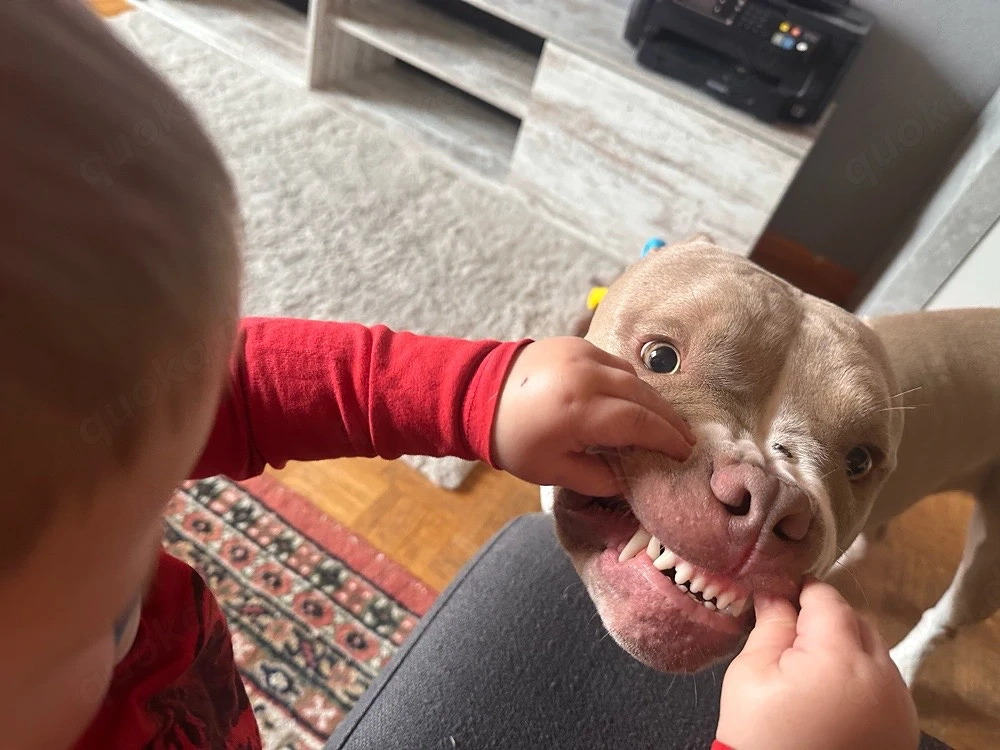 Tayson , Xl Bully 