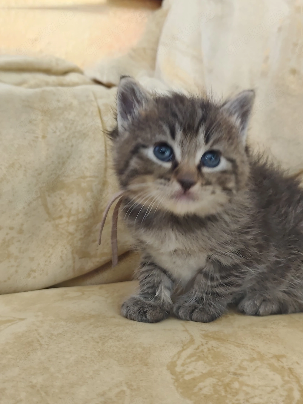 Kitten....