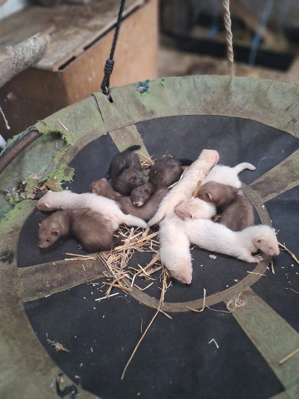 Frettchen Welpen 
