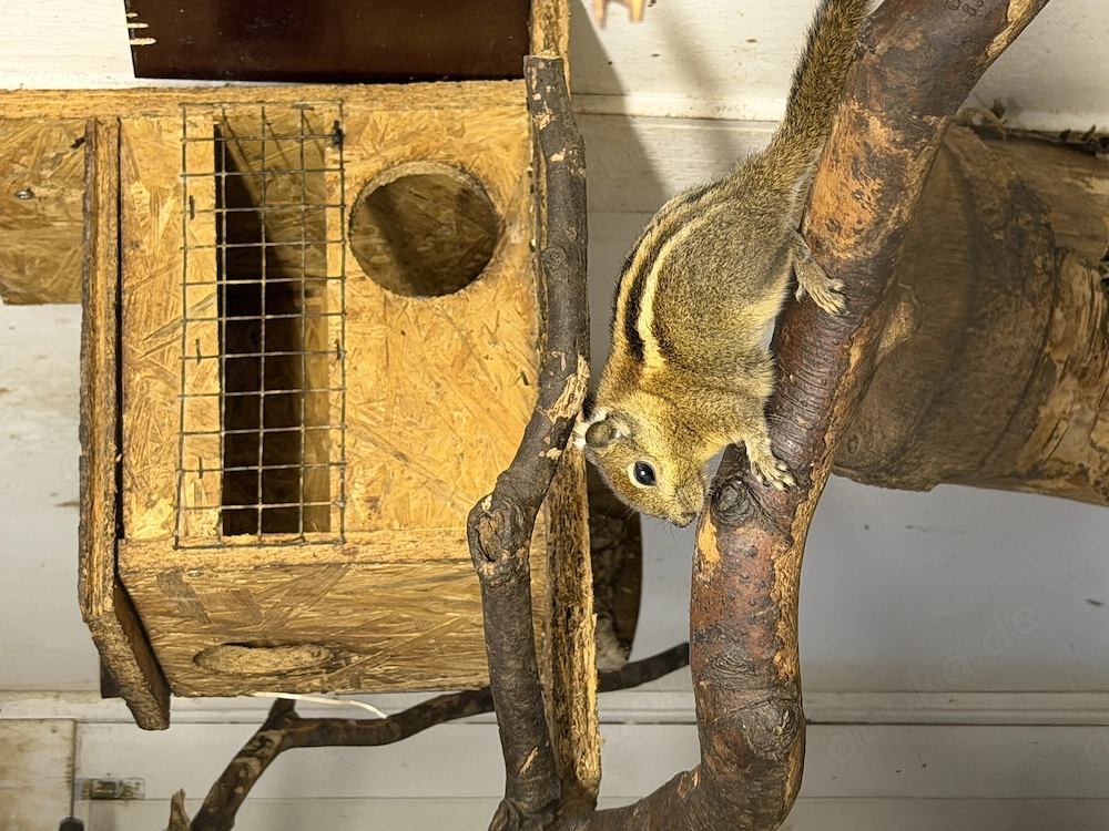 Baumstreifenhörnchen jungtiere