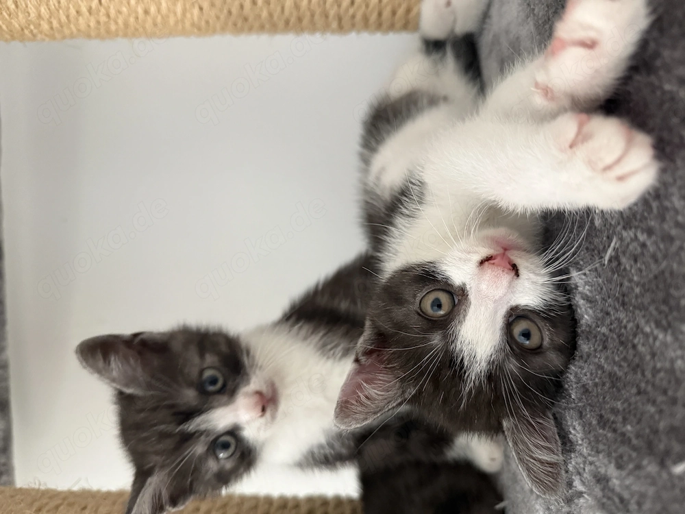 BKH Kitten