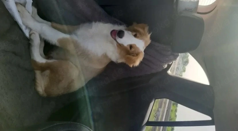 Collie Mädchen amerikanisch