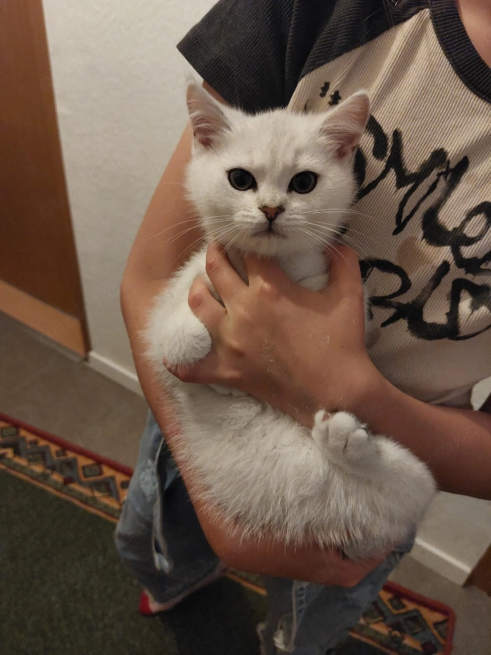 Bkh Kitten( Junge)