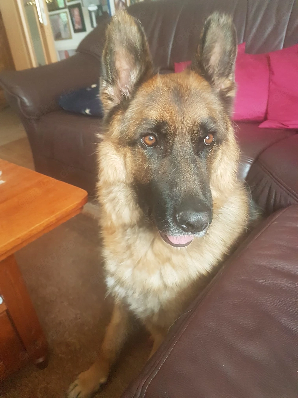 *ASTOR* ein sehr lieber und braver Rüde, der einem Menschen ganz viel Liebe gibt