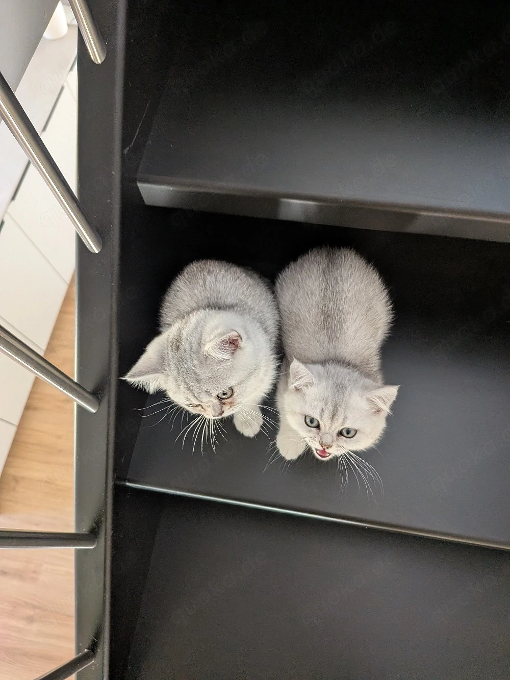 BKH Kitten 12 wochen sofort abzugeben 