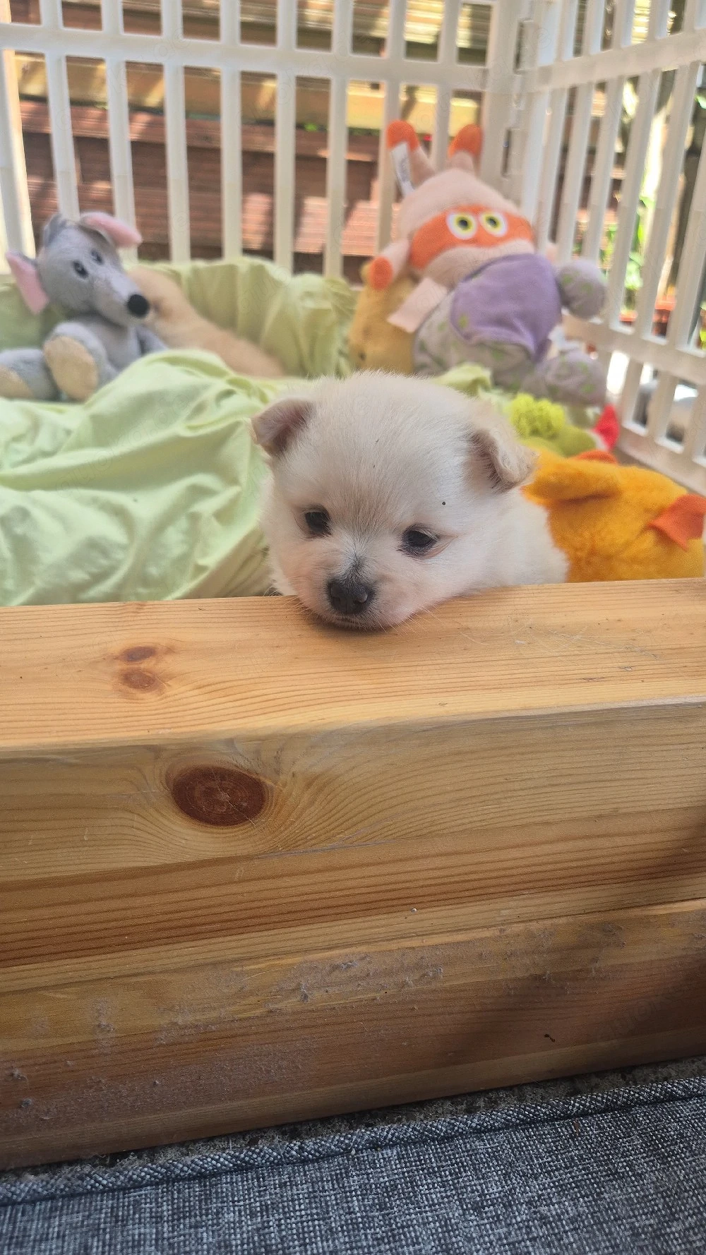 wunderschönes pomchi weibchen 