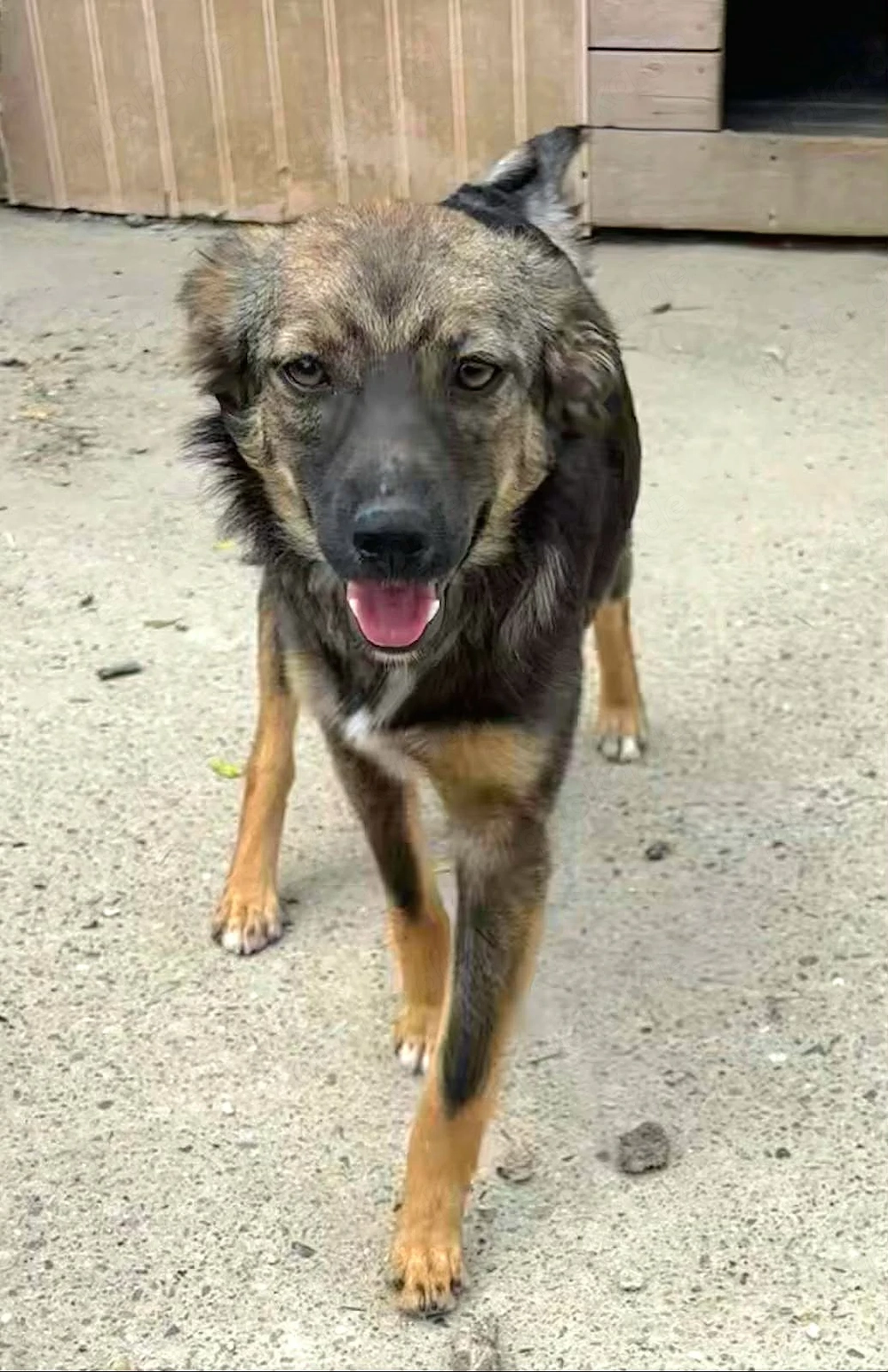 Yoko - Hündin in Sascut 