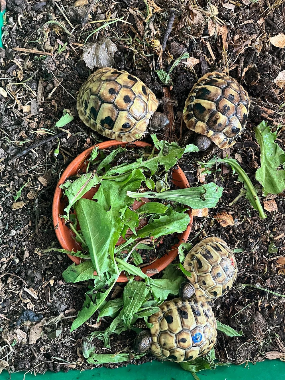 Griechische Landschildkröte Nachzuchten 2025 