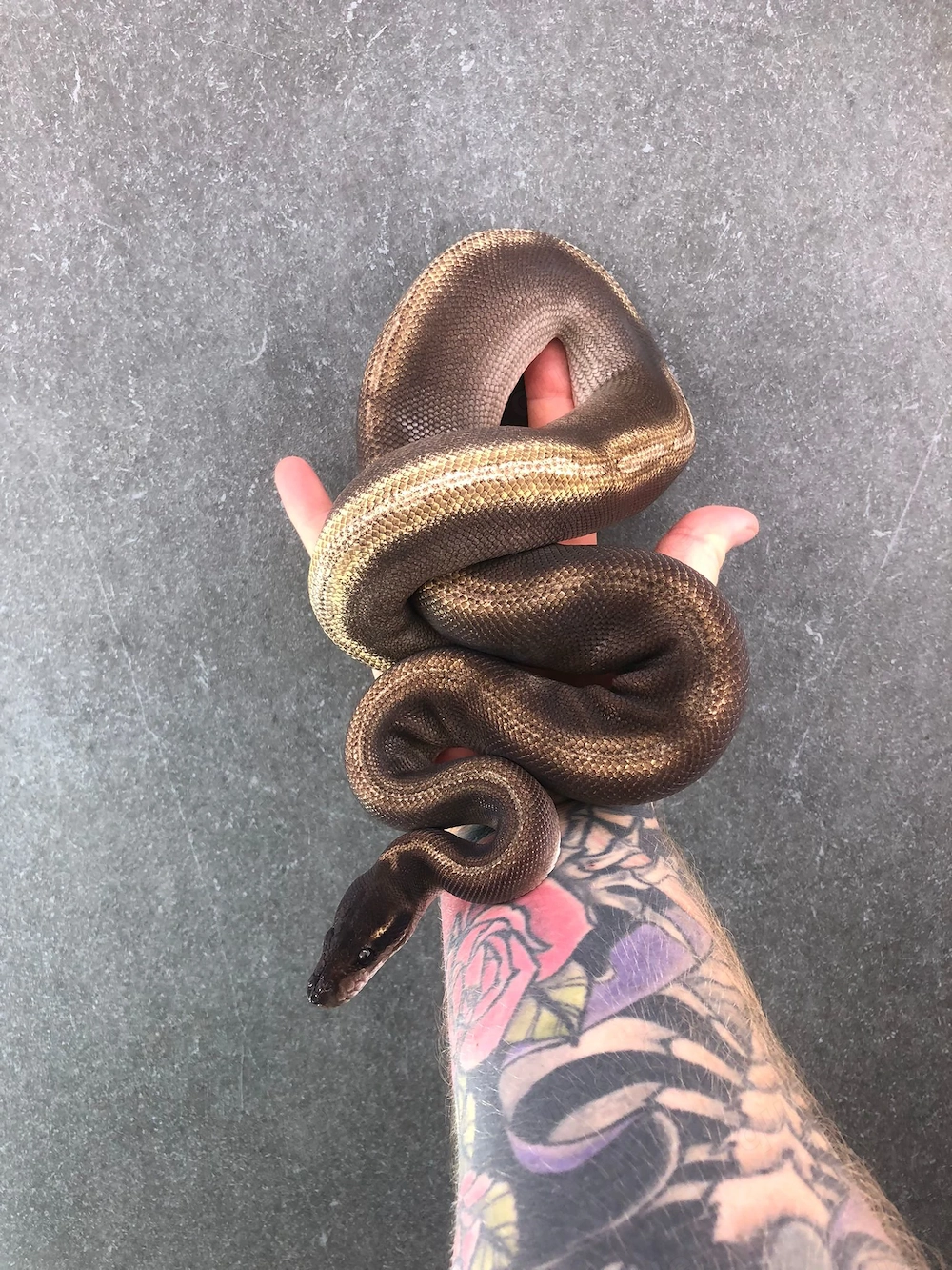 Königspython 1.0 Enchi Black Head Mojave GHI von 2021