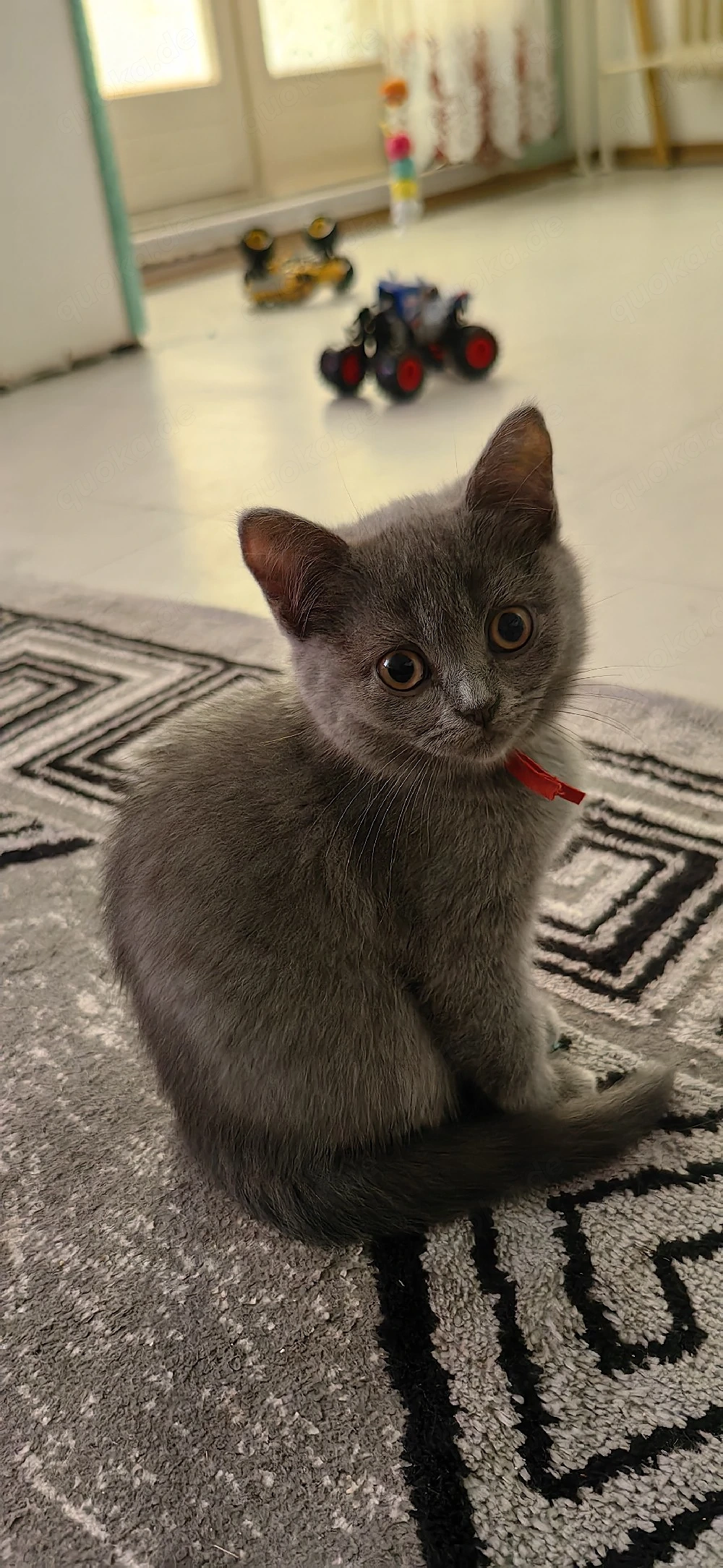 BKH Kitten