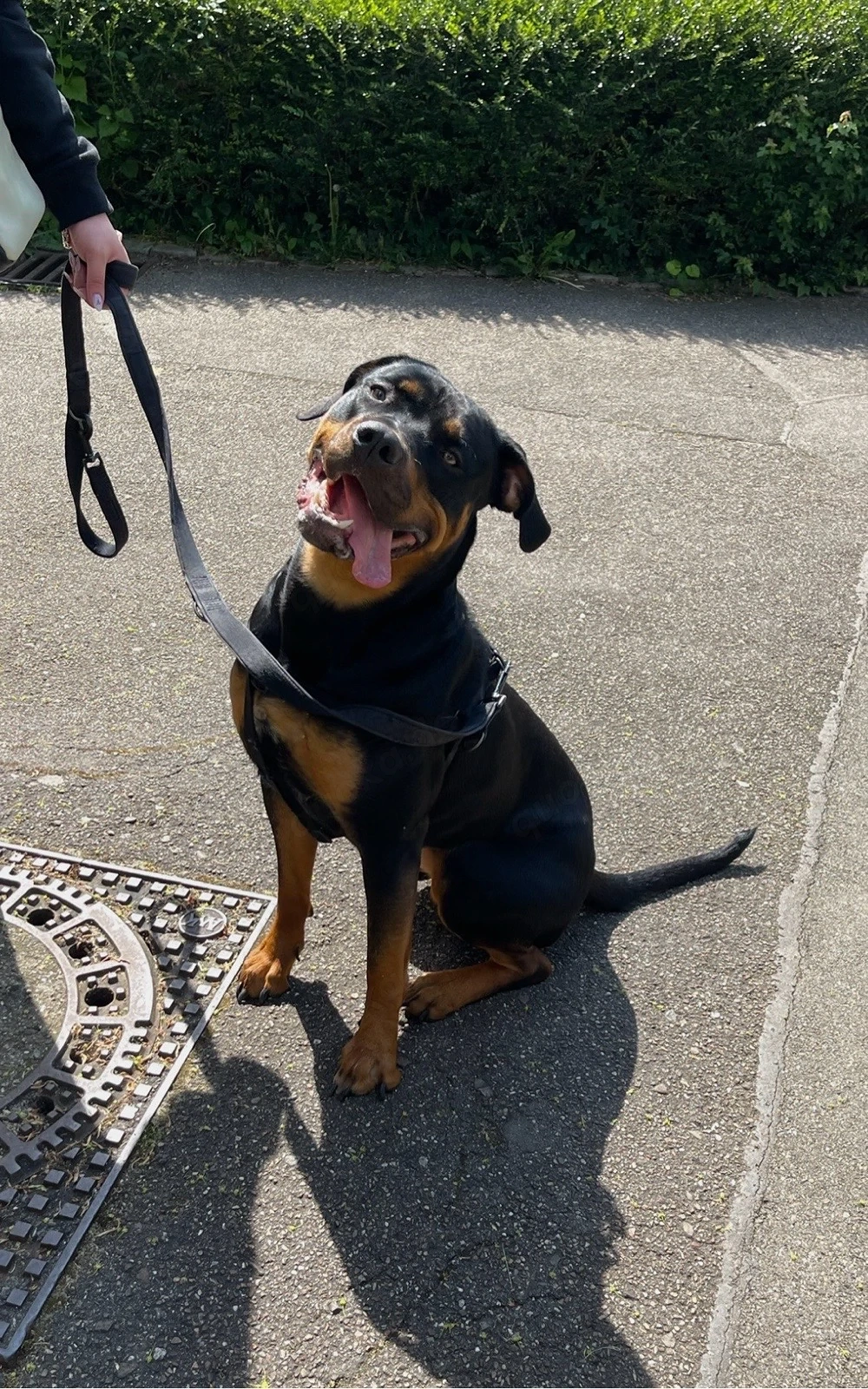Nala sucht ein zuhause 