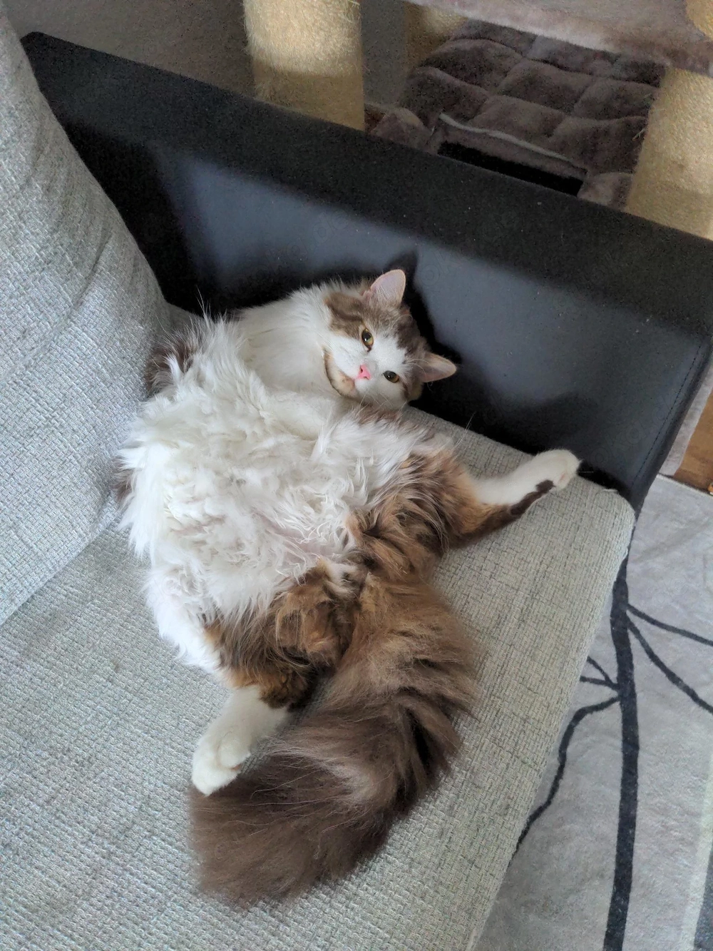 Meine Katze braucht Hilfe.