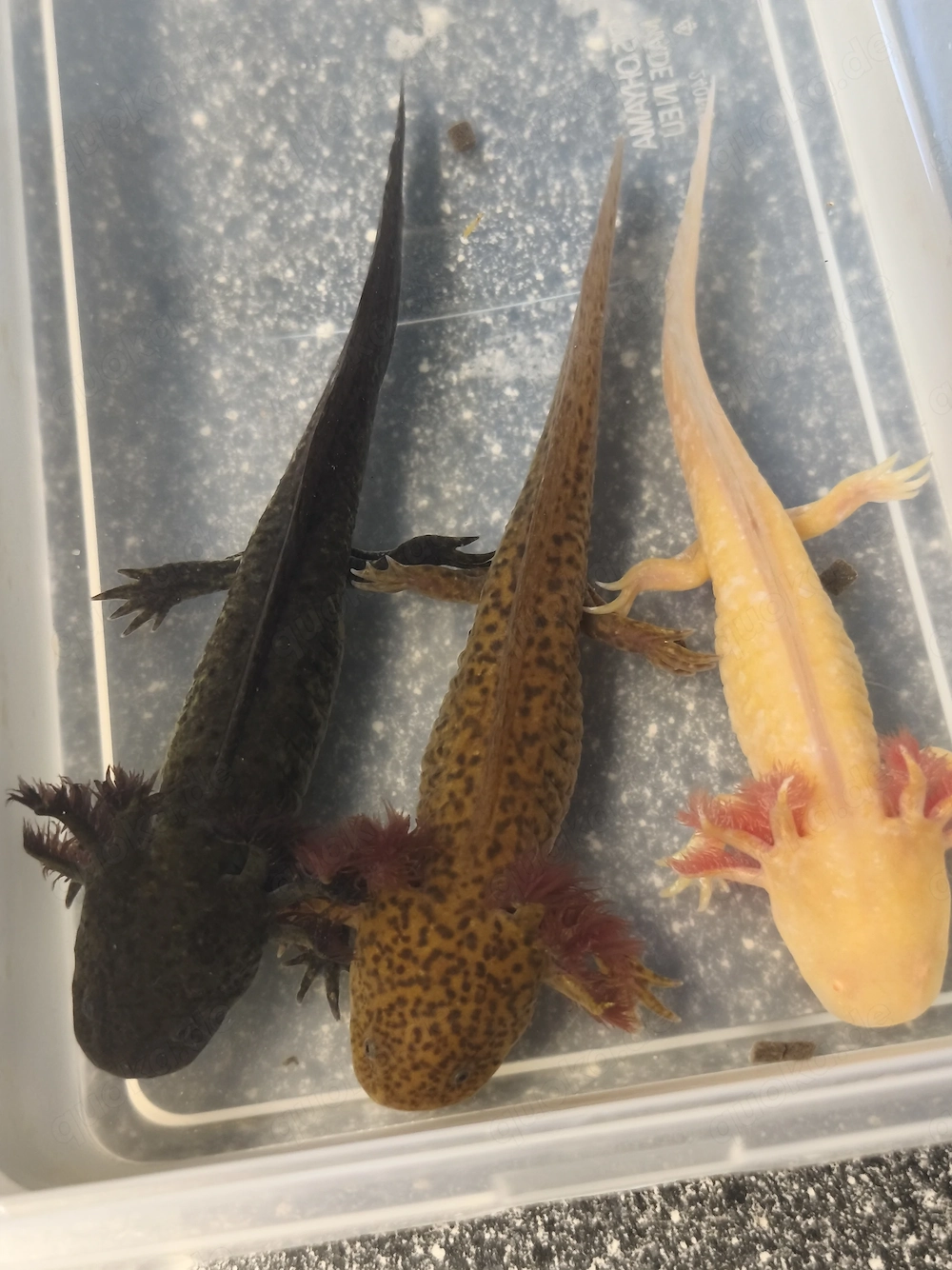 Junge Axolotl zu verkaufen 