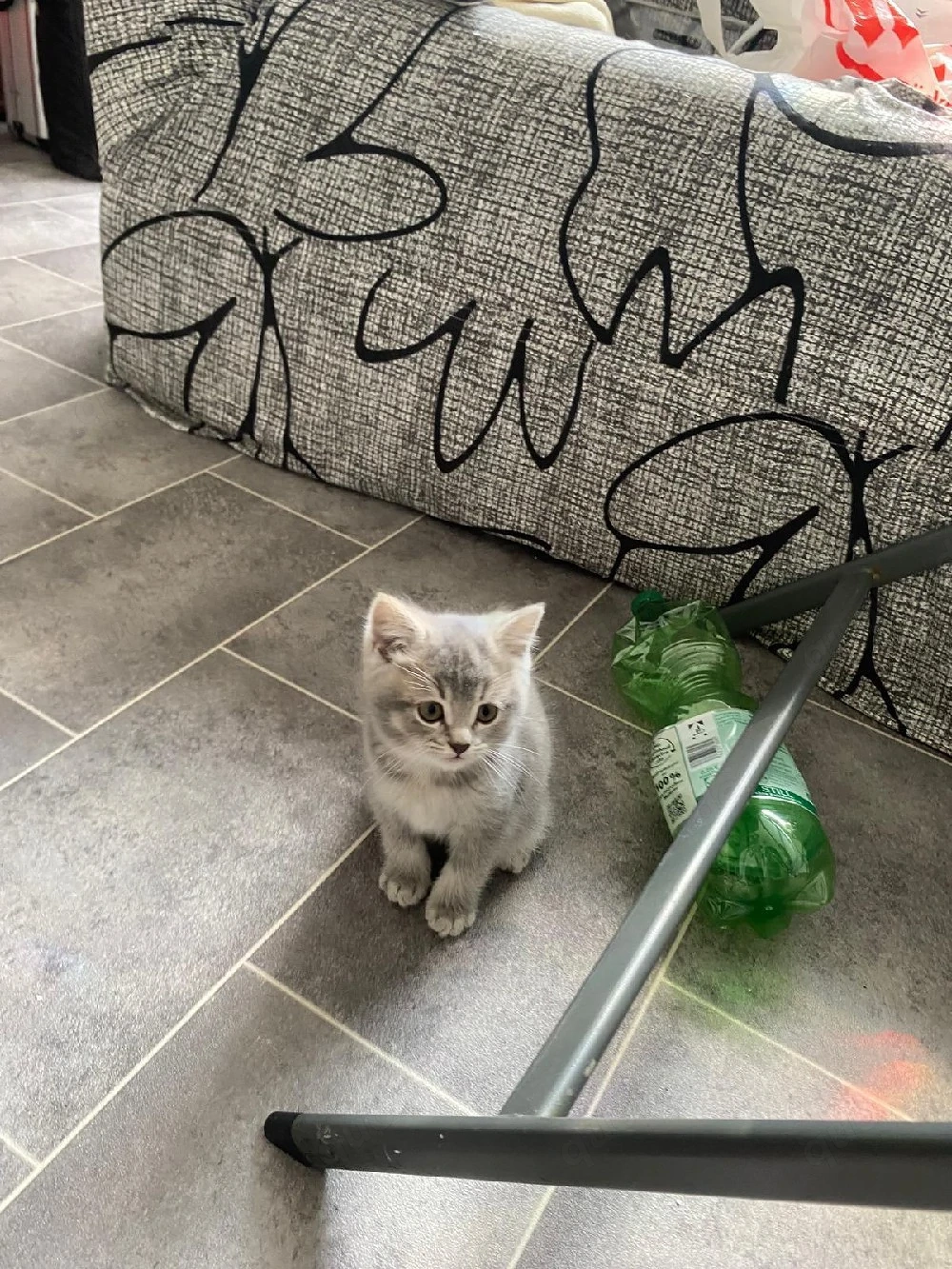 Bkh graue katze 