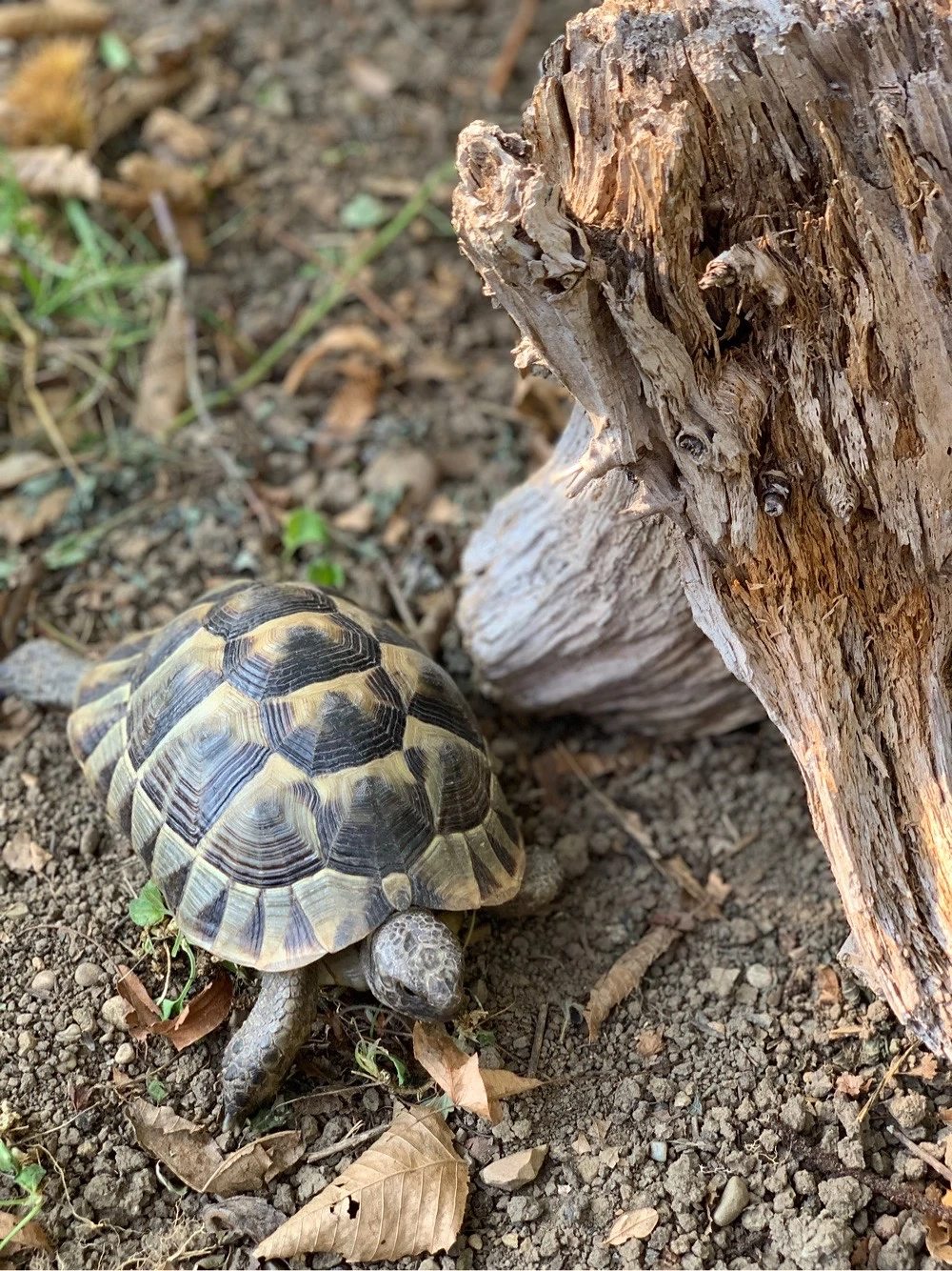 Testudo hermanni Griechische Landschildkröte NZ 2013, 2022