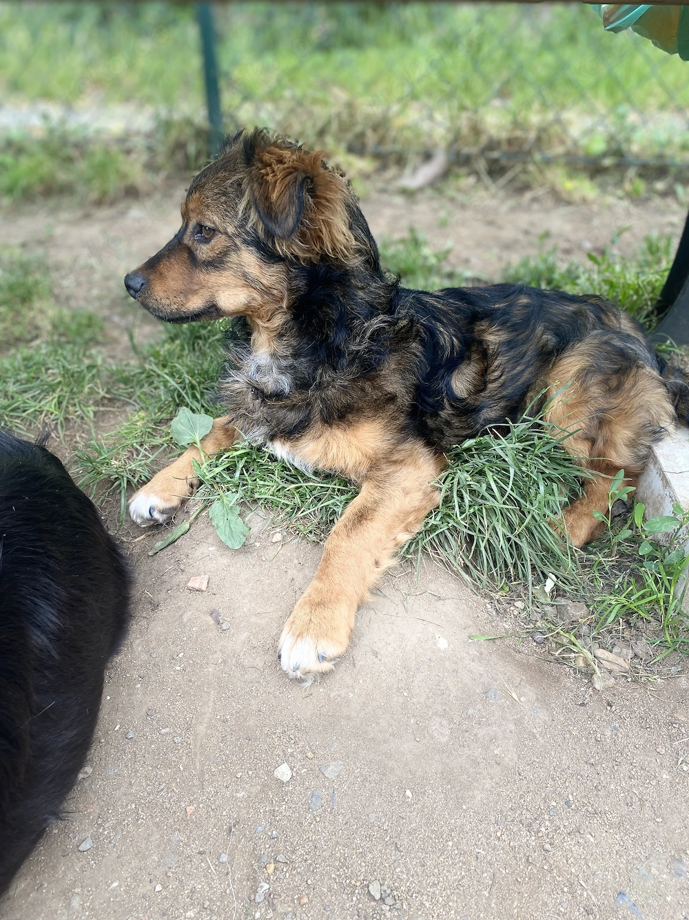 Vasi - Dackel meets Schäferhund .. oder so :) 