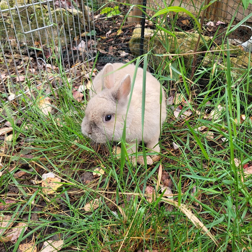 Liebe soziale Zwergkaninchen Weibchen 0,5-5Jahre abzugeben 