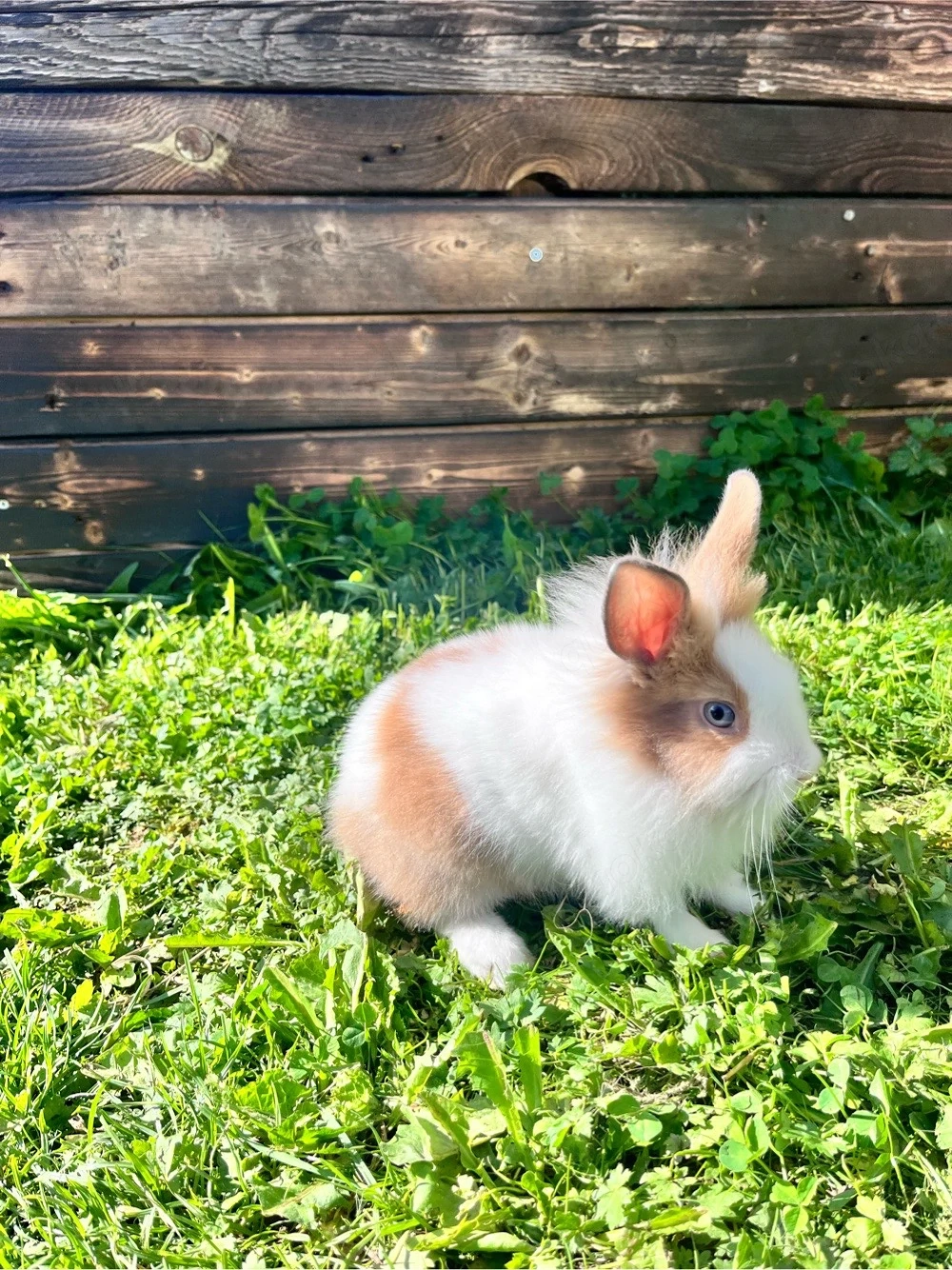 zwergkaninchen Löwenköpfchen
