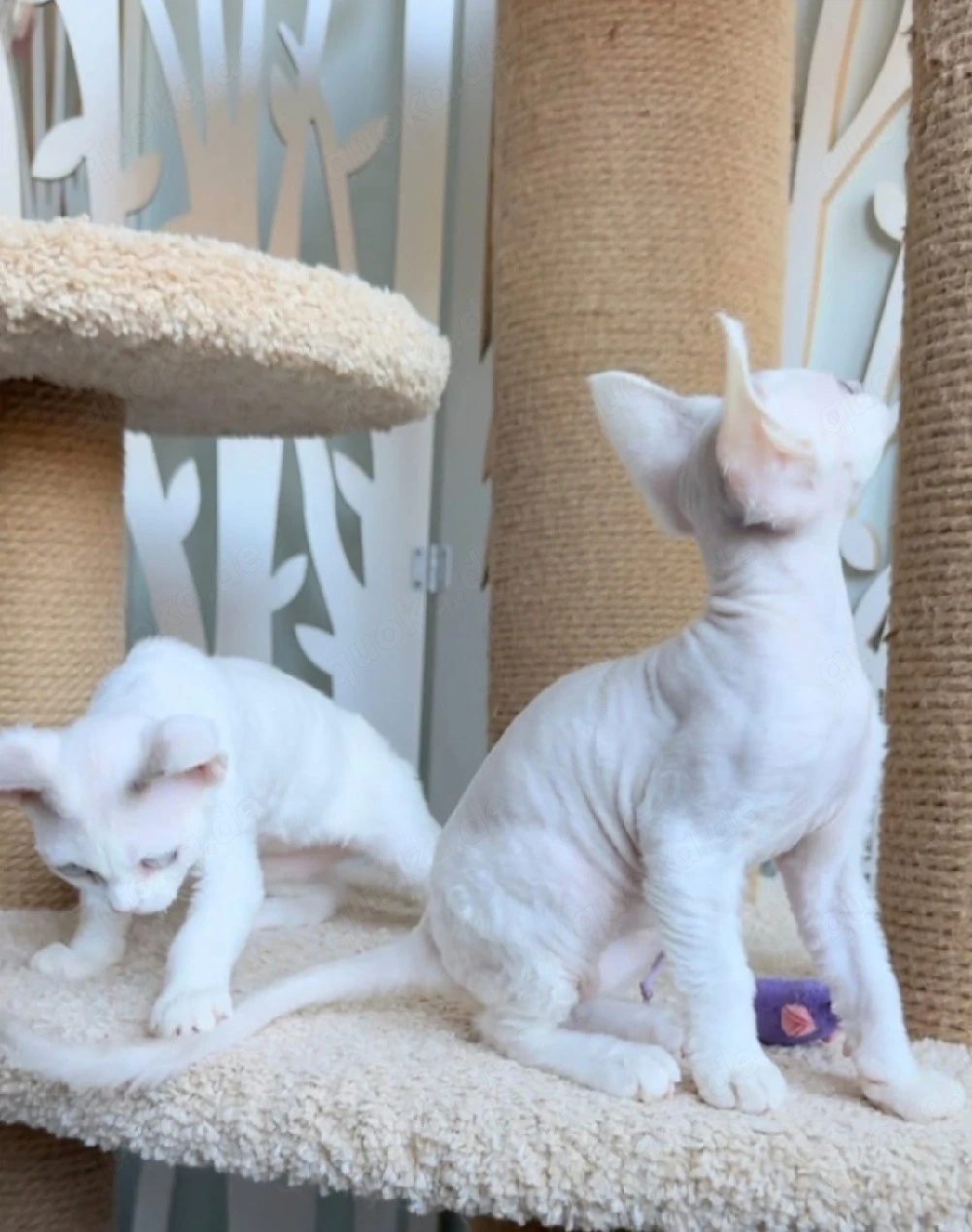 Süße Devon Rex 