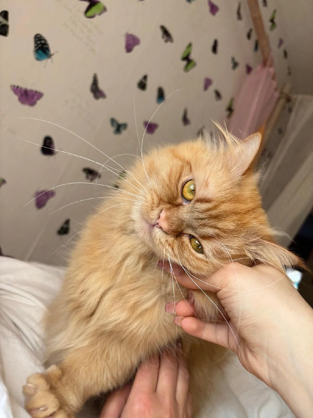 Perser Deckkater